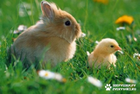 ��������� ��������