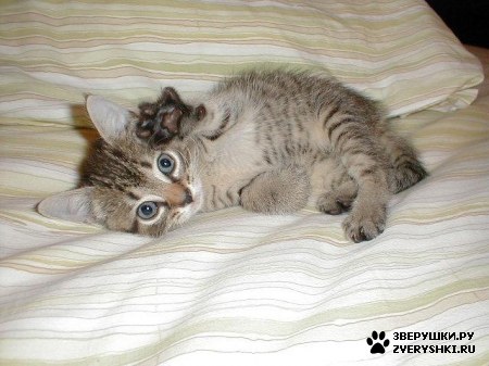 ��������� ��������