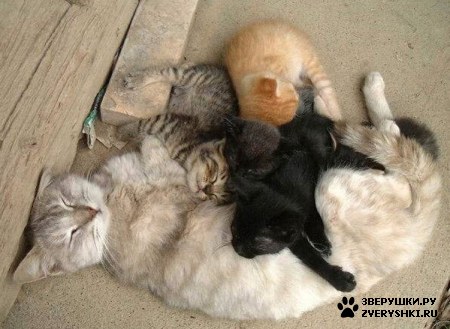 ��������� ��������