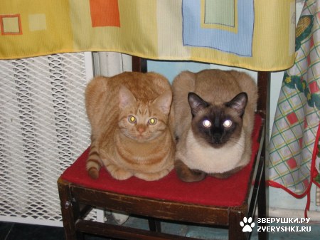 ��������� ��������