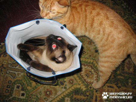 ��������� ��������