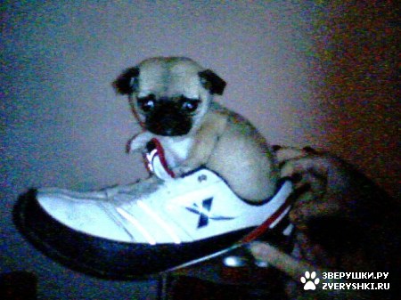 ��������� ��������