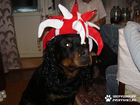 ��������� ��������