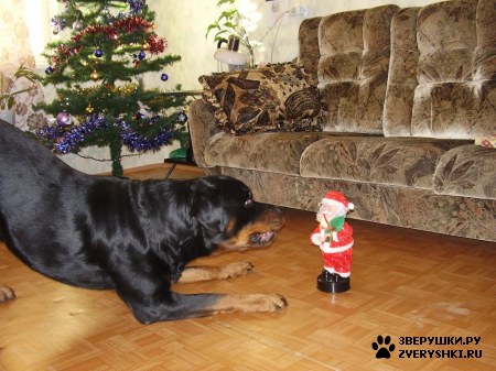 ��������� ��������