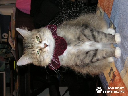 ��������� ��������