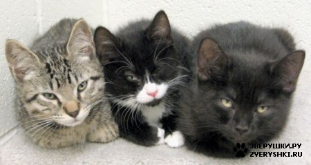 ��������� ��������