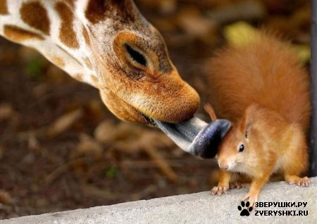 ��������� ��������