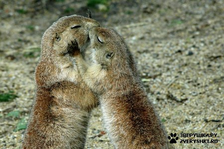 ��������� ��������