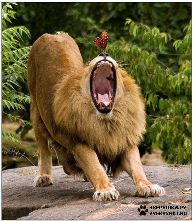 ��������� ��������