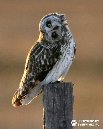 ��������� ��������