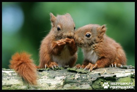 ��������� ��������