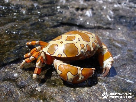 ��������� ��������