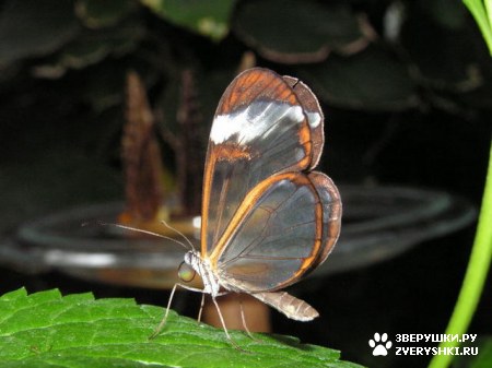 ��������� ��������