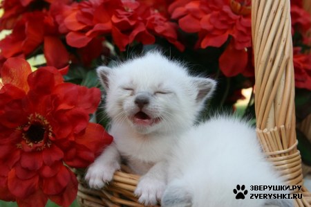 ��������� ��������