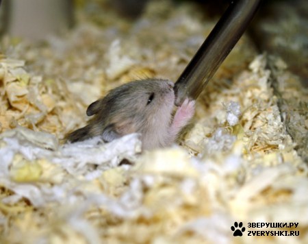 ��������� ��������