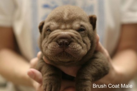 ��������� ��������