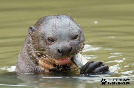 ��������� ��������