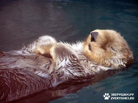 ��������� ��������