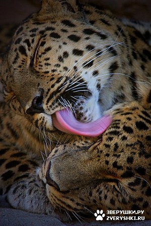 ��������� ��������