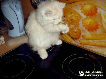 ��������� ��������