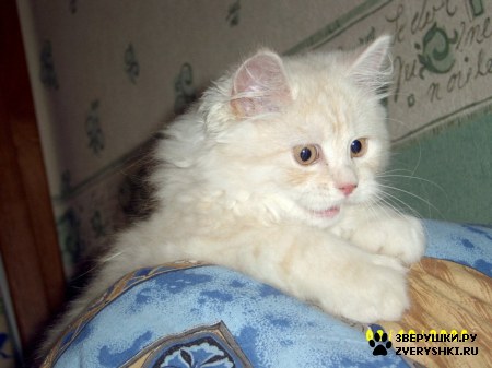 ��������� ��������