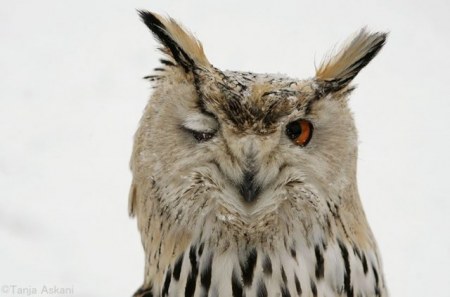 ��������� ��������