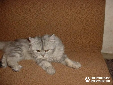 ��������� ��������