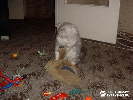 ��������� ��������