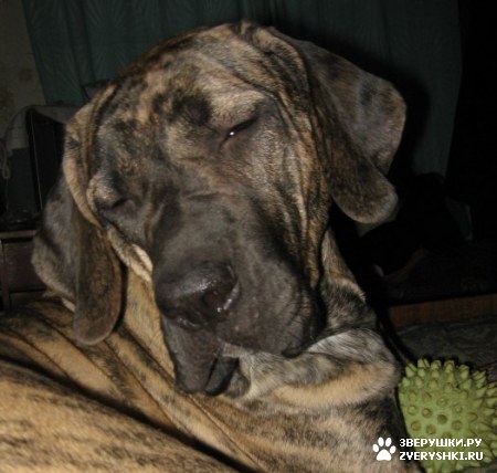 ��������� ��������