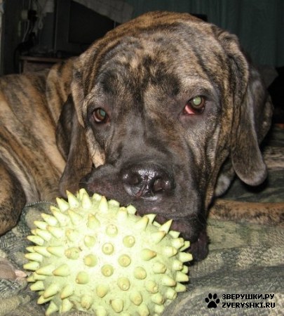 ��������� ��������