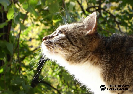 ��������� ��������