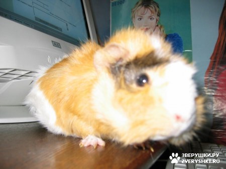 ��������� ��������