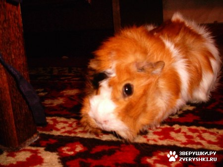 ��������� ��������