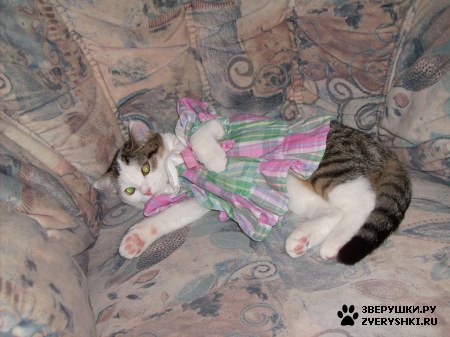 ��������� ��������