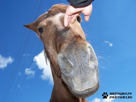 ��������� ��������