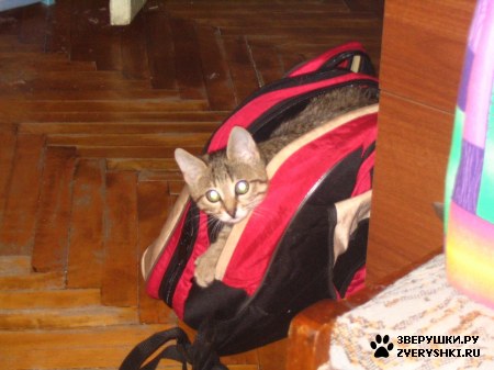 ��������� ��������