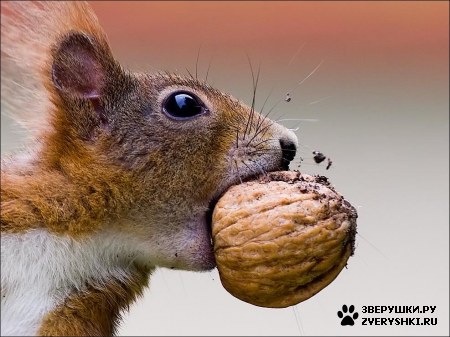 ��������� ��������