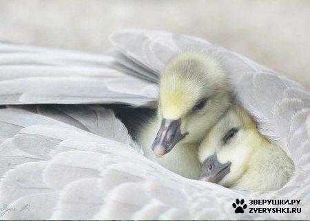 ��������� ��������