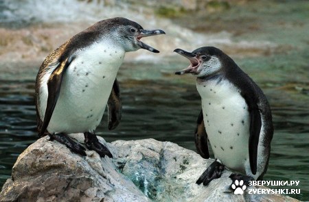 ��������� ��������