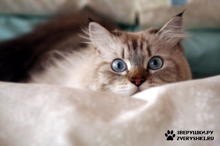 ��������� ��������