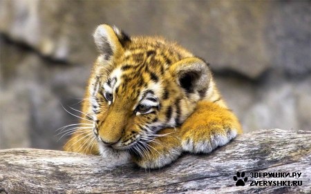 ��������� ��������