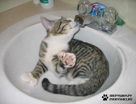 ��������� ��������