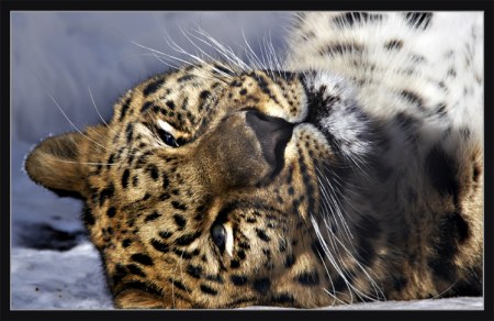 ��������� ��������