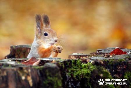 ��������� ��������