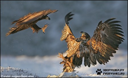 ��������� ��������