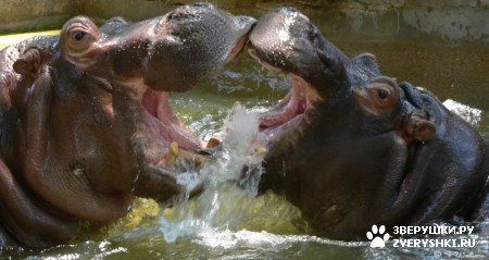 ��������� ��������