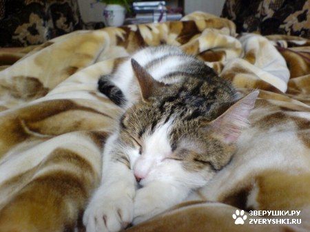 ��������� ��������