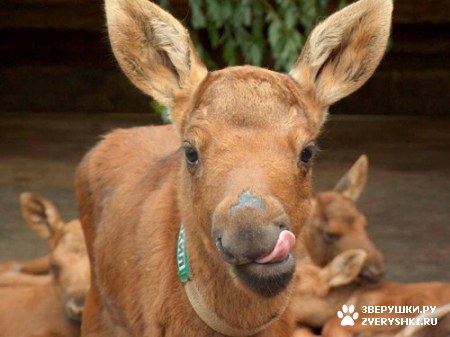 ��������� ��������