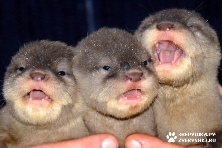 ��������� ��������