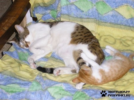 ��������� ��������